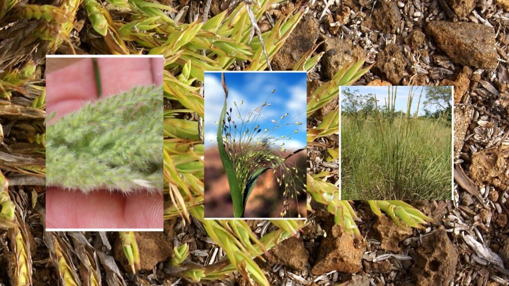 How to Grow Panicum: Complete Guide to Planting, Care, and Harvesting