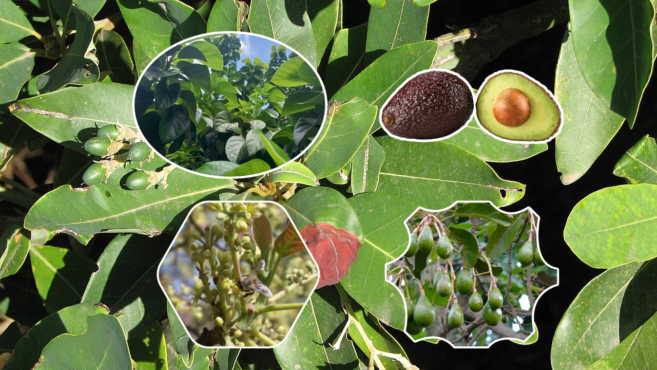 How to Grow Persea (Avocado) or Bay Laurel: Complete Care & Cultivation Guide