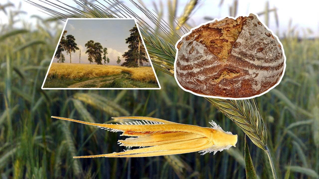 How to Grow Rye Successfully: Step‑by‑Step Planting, Care, and Harvest Guide for Beginners