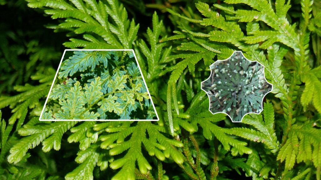How to Grow Selaginella: Care Tips for Healthy Growth