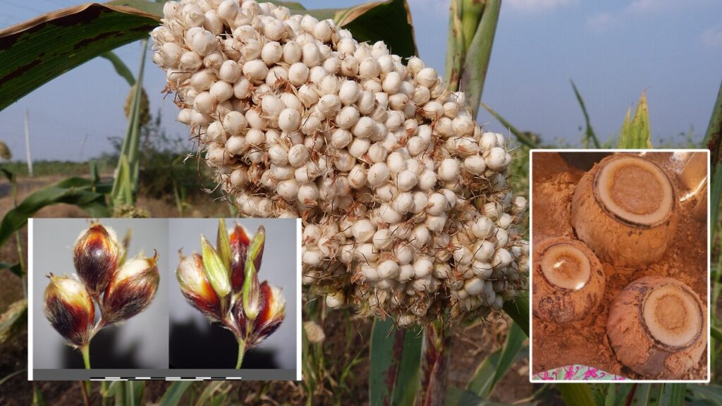 How to Grow Sorghum: Complete Guide to Planting, Care, and Harvesting