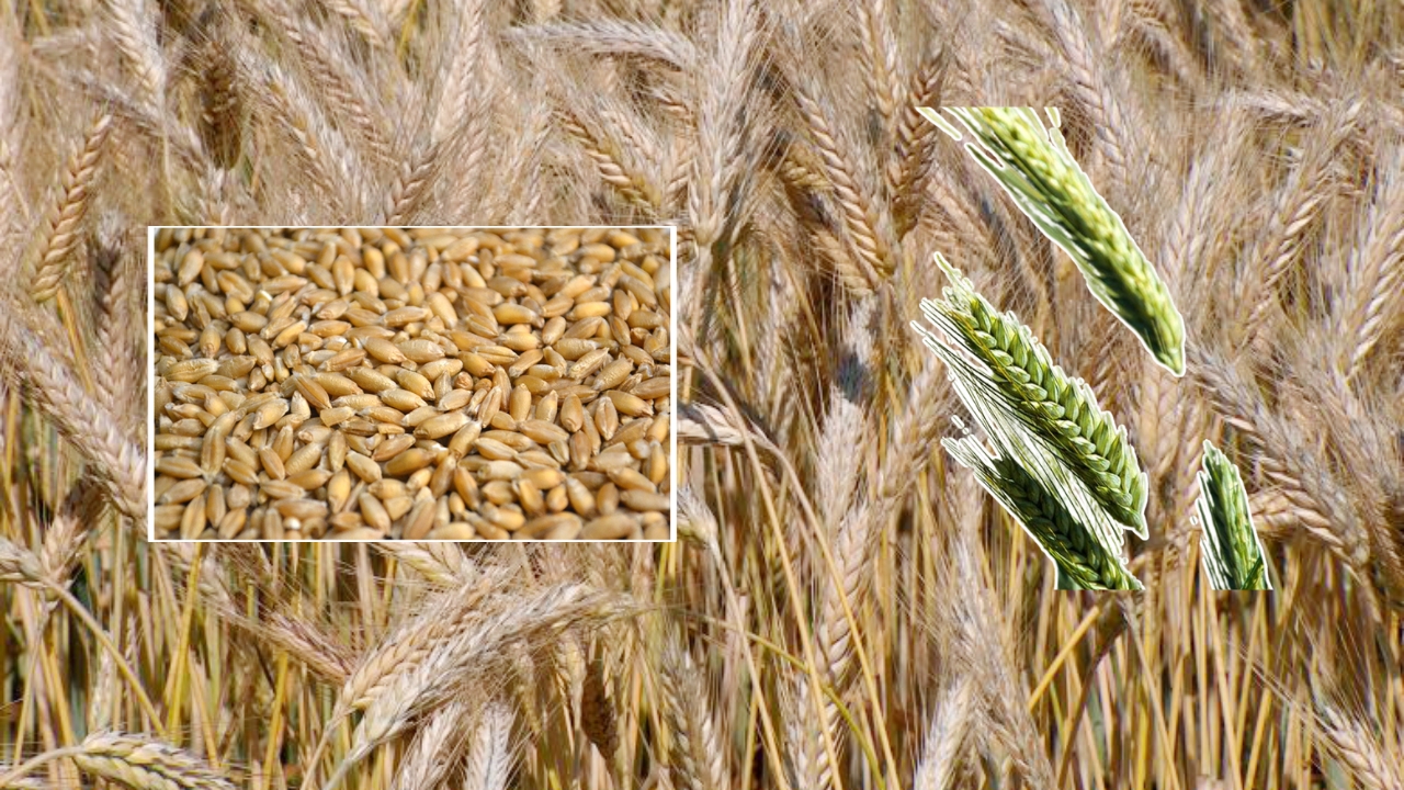 How to Grow Triticale: Step‑by‑Step Planting, Care, and Harvest Guide for Beginners