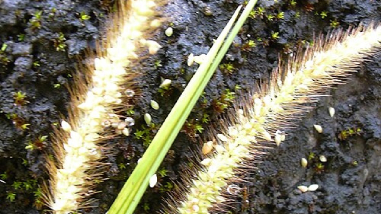 Setaria Grass Growing Guide: Best Practices for Planting, Care, and Yield