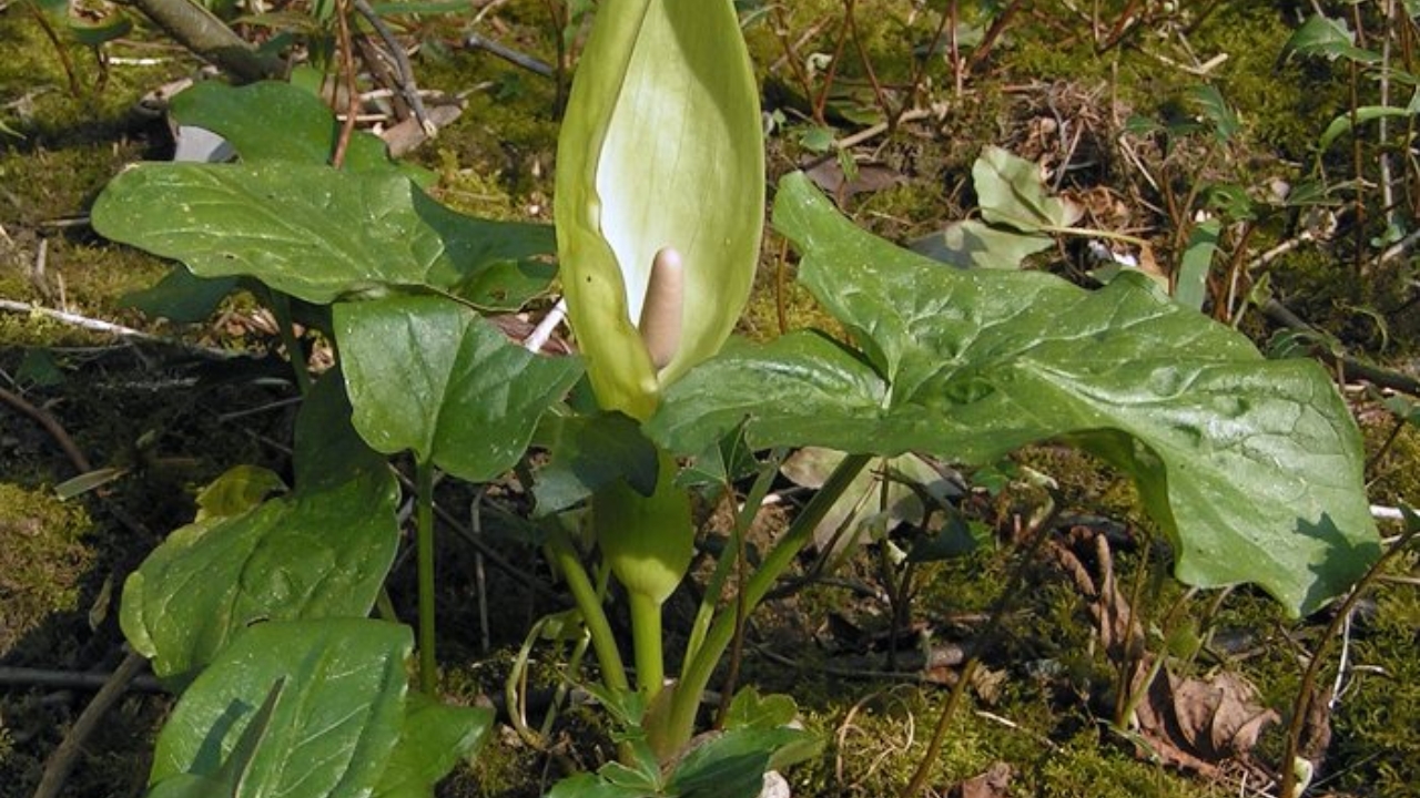 Aroideae Plant Care Guide: How to Grow, Propagate, and Maintain Healthy Aroids