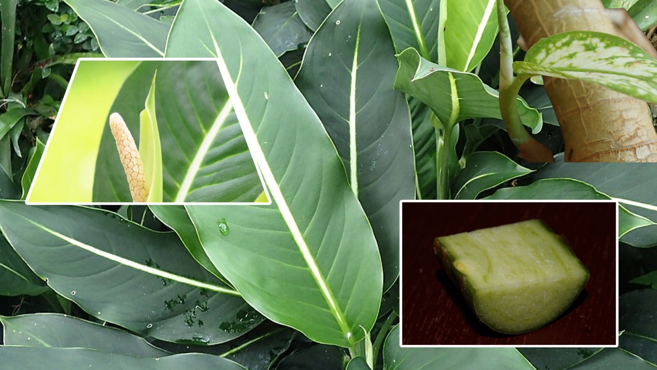 Dieffenbachia Plant Care Guide: How to Grow, Propagate, and Maintain Dumb Cane Indoors