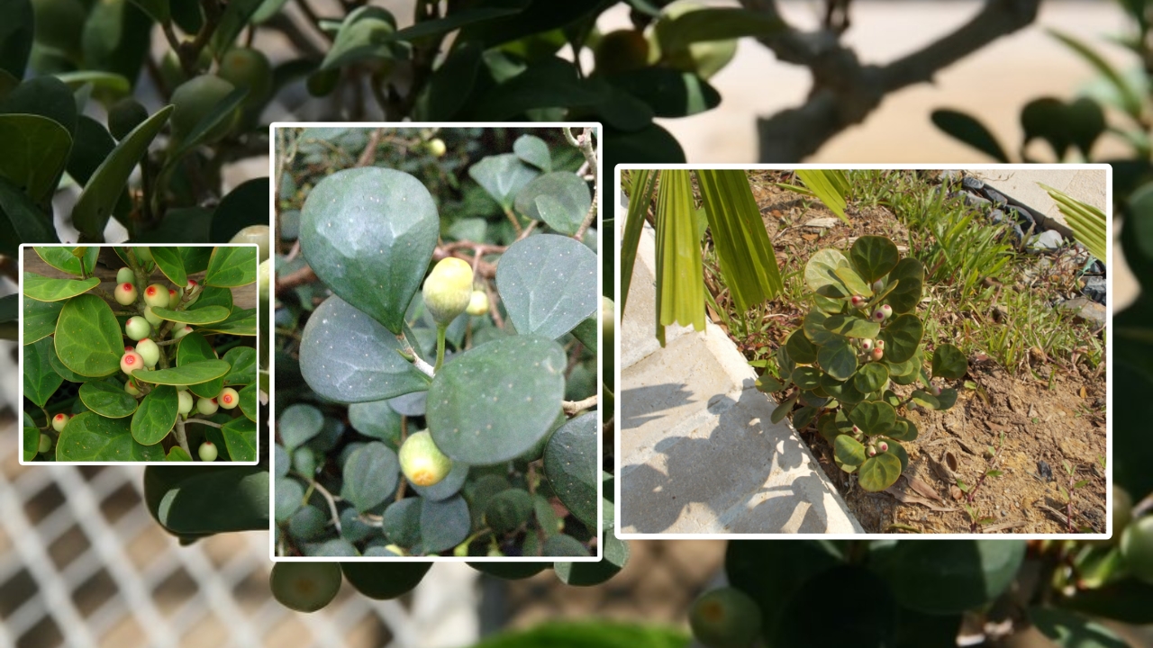 Ficus deltoidea Care & Propagation Guide: How to Grow Mistletoe Fig Successfully