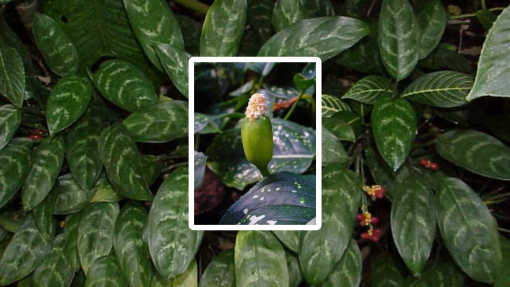 How to Grow Aglaonema: Easy Care Tips for Stunning Indoor Plants