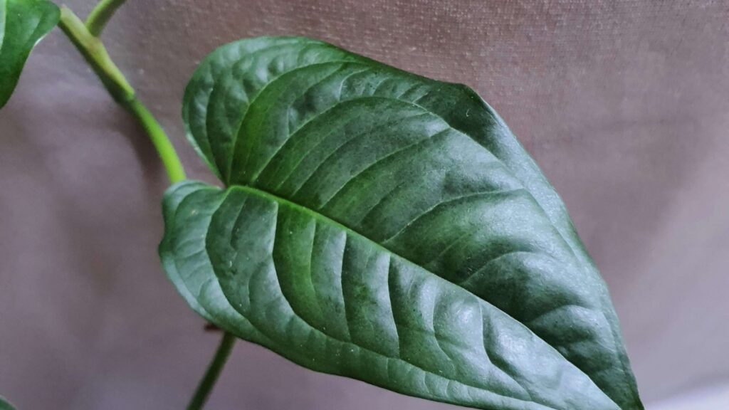 How to Grow Anadendrum: Complete Care & Cultivation Guide