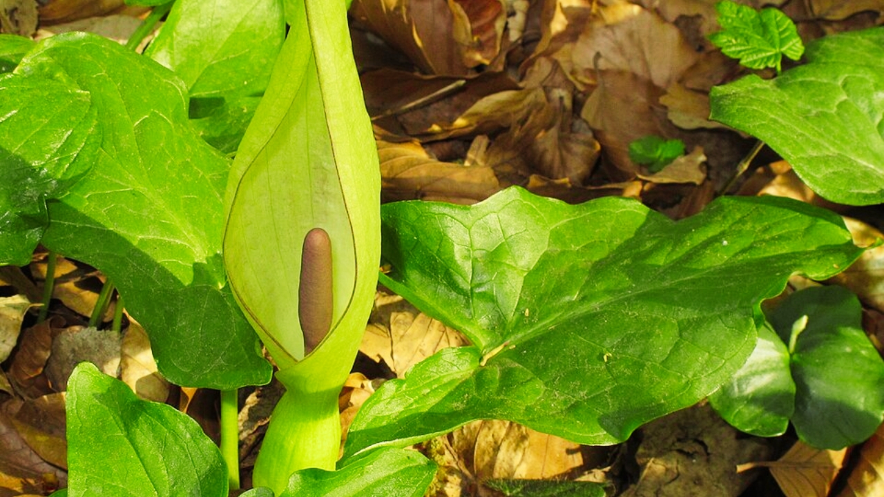 How to Grow Areae: Complete Care & Propagation Guide