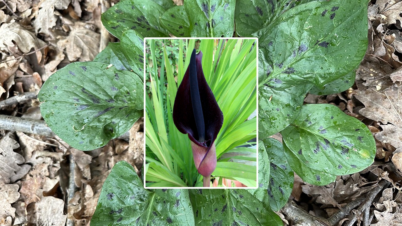 How to Grow Arums Successfully: Planting, Care & Bloom Tips