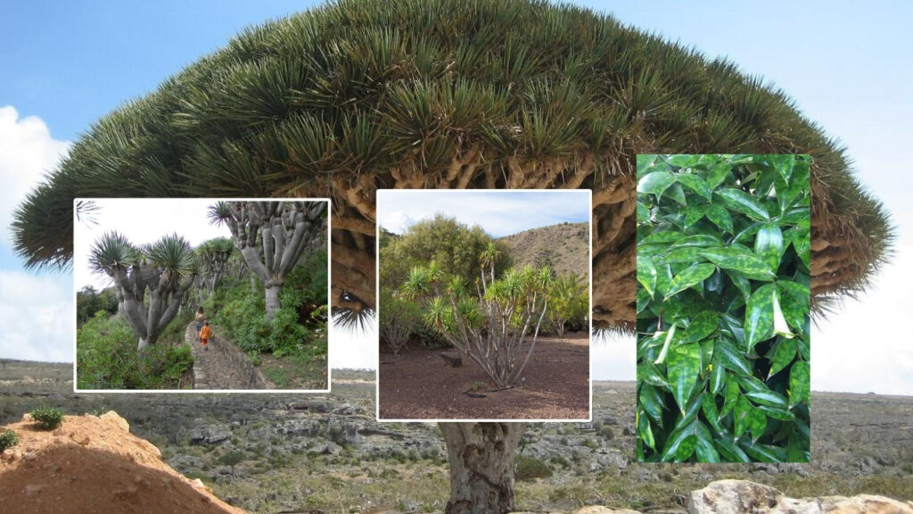 How to Grow Dracaena: Easy Care Tips for Healthy Indoor Plants