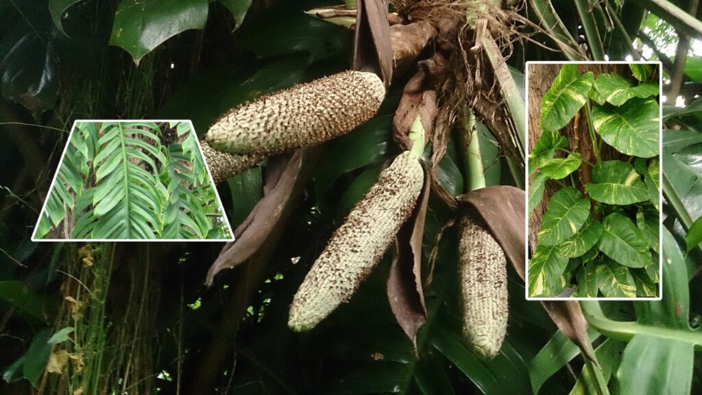 How to Grow Epipremnum: Easy Care Tips for Thriving Indoor Vines