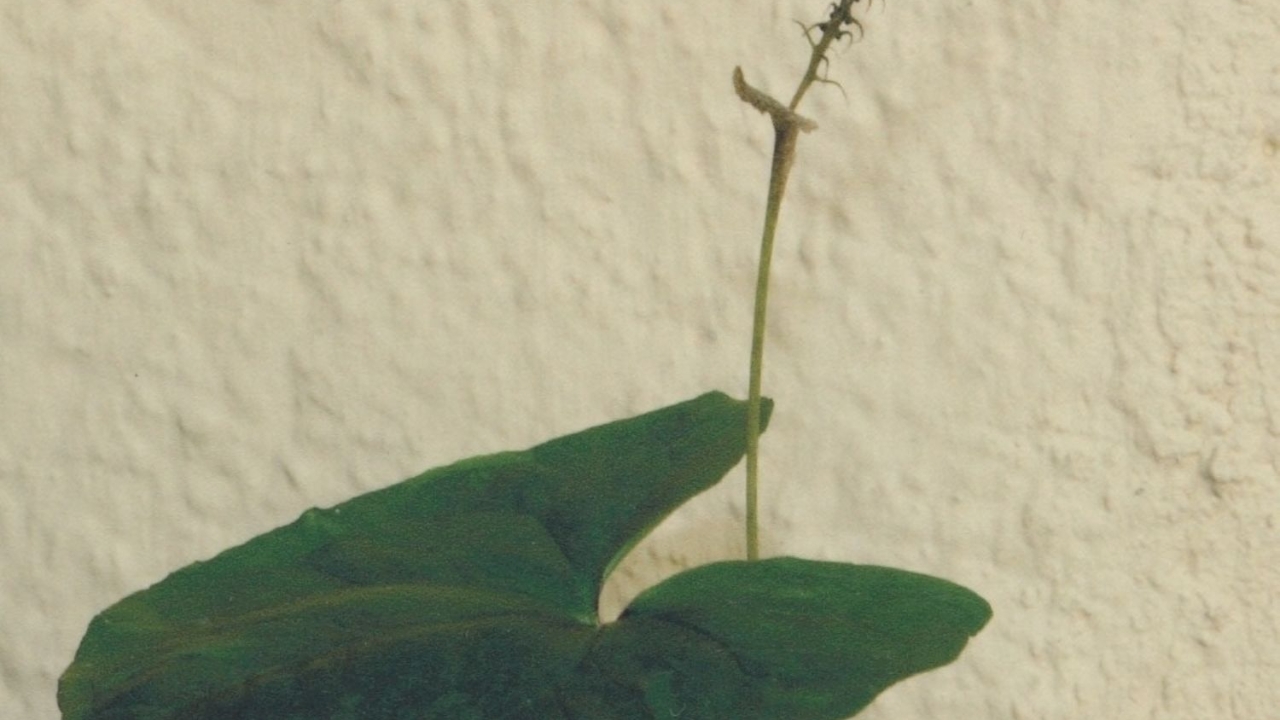 How to Grow Filarum Plants: Complete Care Guide with Tips for Soil, Watering, and Light Requirements