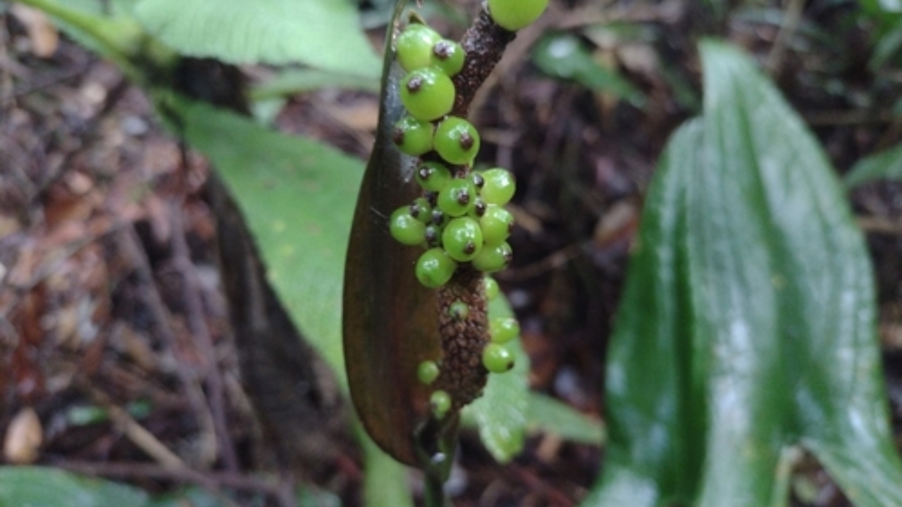 How to Grow Gearum Successfully: Proven Tips, Tricks & Strategies for Fast Growth