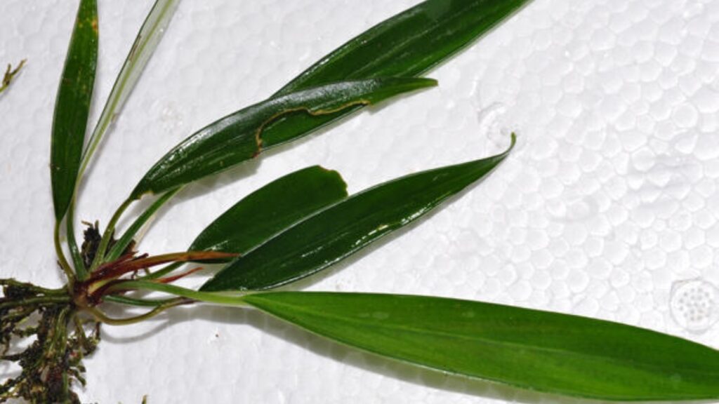 How to Grow Heteroaridarum: Care, Watering, and Propagation Tips