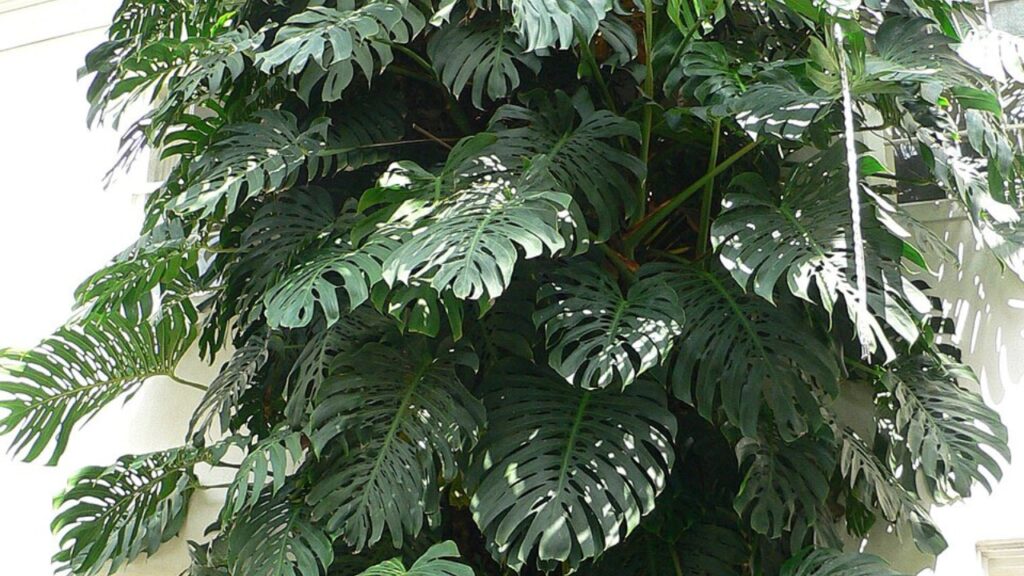 How to Grow Monsteroideae: Care Tips for Thriving Tropical Plants