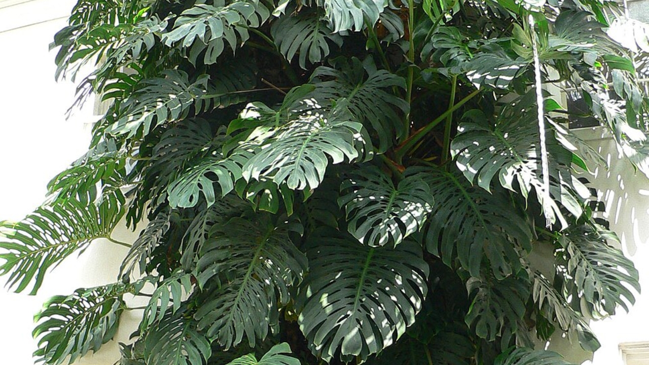 How to Grow Monsteroideae: Care Tips for Thriving Tropical Plants