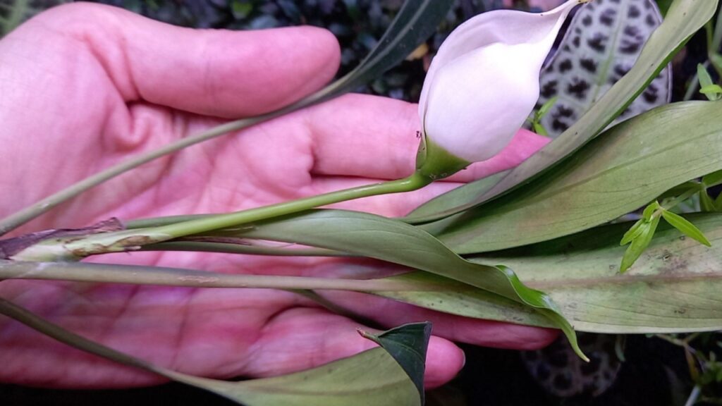 How to Grow Naiadia: Complete Care, Propagation, and Gardening Guide