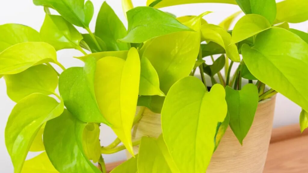 How to Grow Pothos: Easy Care Guide for Thriving Indoor Vines