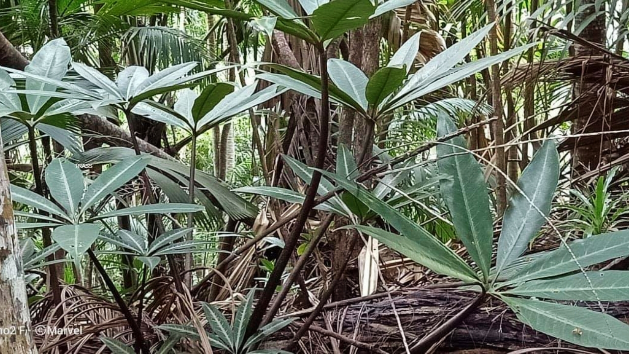 How to Grow Protarum: Easy Care & Propagation Guide