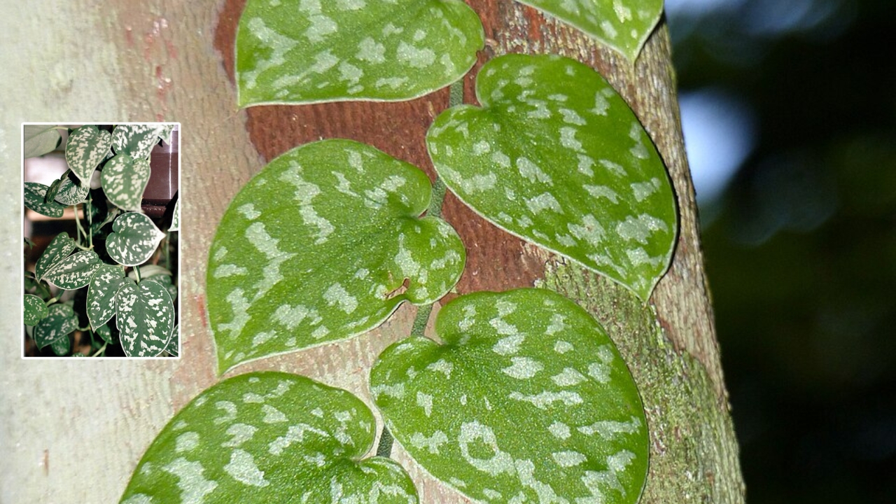 How to Grow Scindapsus: Easy Care Guide for Thriving Indoor Vines