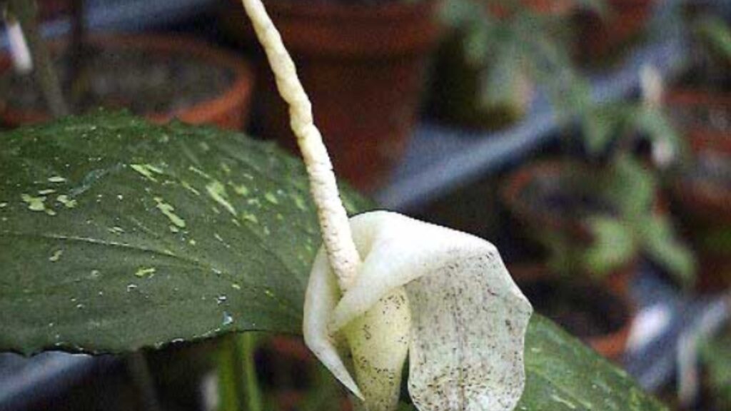 How to Grow Zomicarpella: Care Tips, Soil, and Propagation Guide