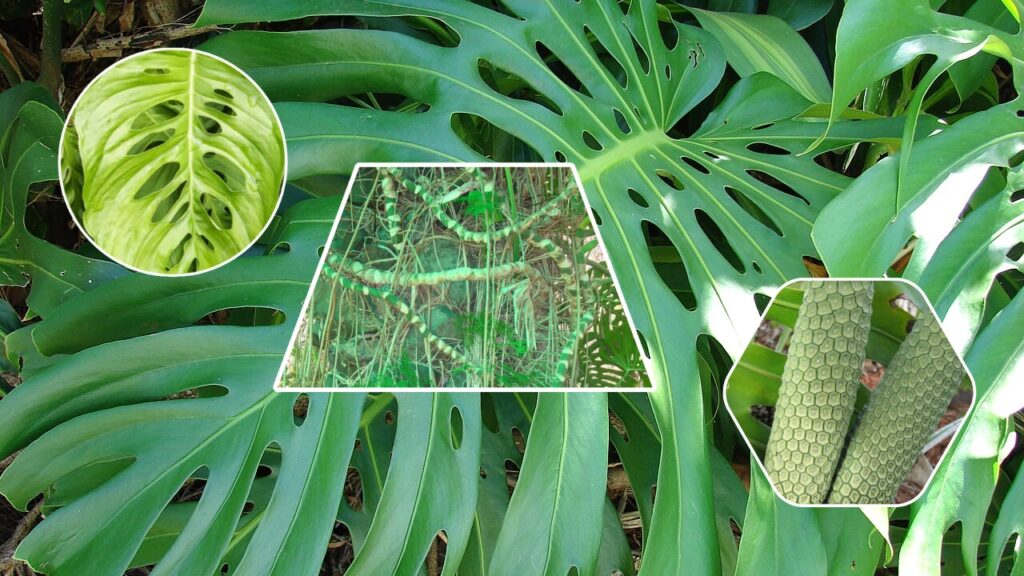 Monstera Plant Care Guide: How to Grow, Propagate, and Keep It Thriving Indoors