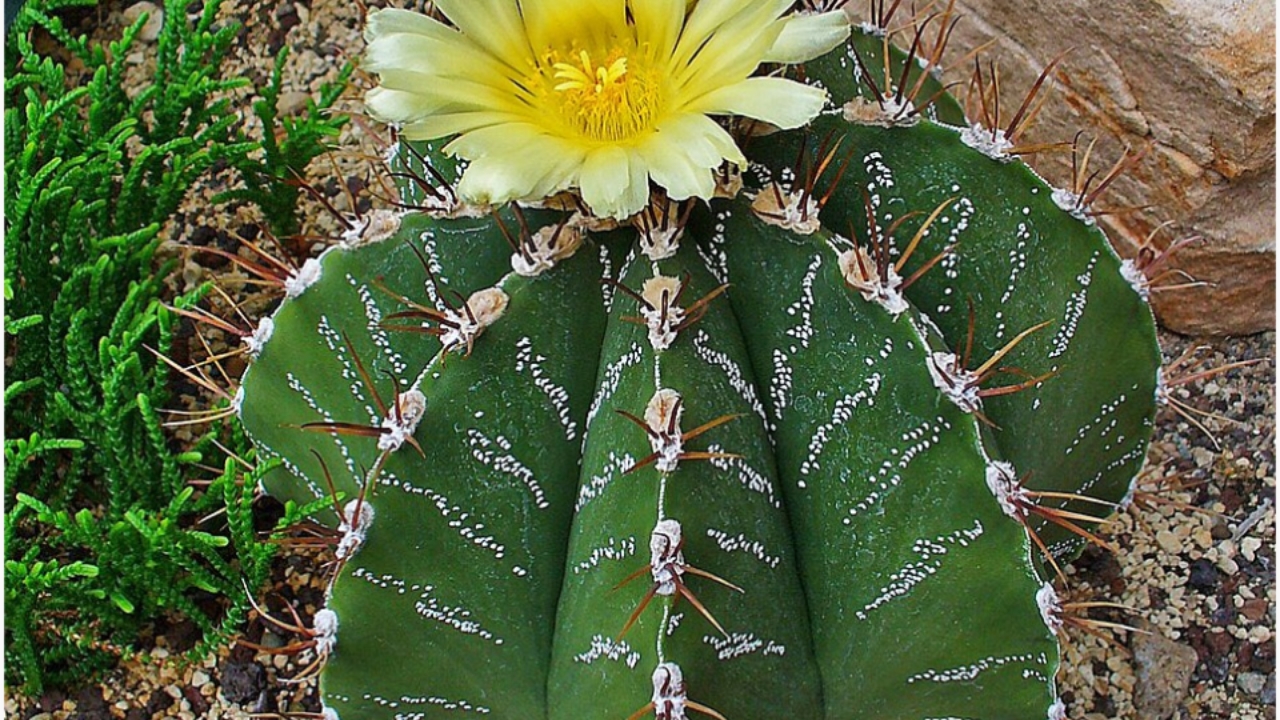 Astrophytum Cactus Care Guide: Types, Growth, Flowers & Cultivation Tips