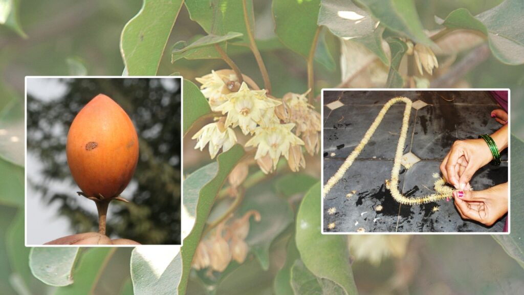 Bakoaella Plant Care Guide: How to Grow and Cultivate Bakoaella Successfully