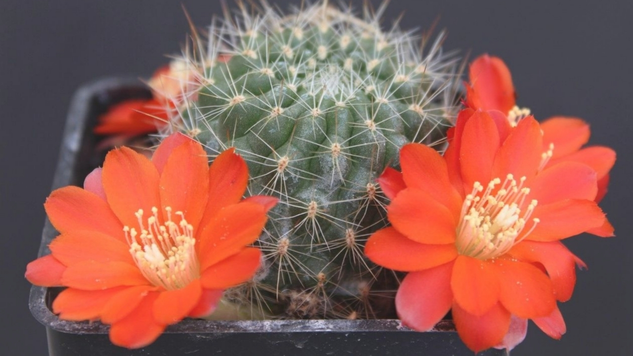 Bolivicactus Care: How to Grow, Propagate & Maintain Healthy Plants