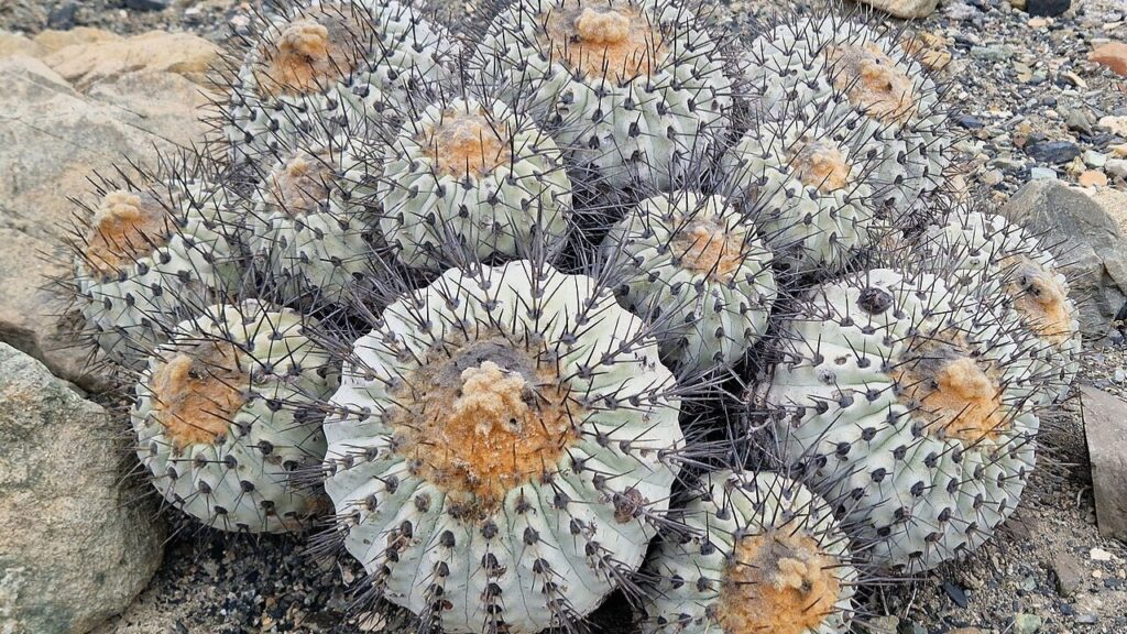 Copiapoa Cactus Care Guide – Rare Chilean Succulent, Varieties & Growing Tips