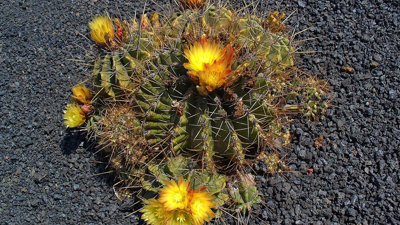 Ferocactus Care Guide: How to Grow Barrel Cactus Successfully at Home
