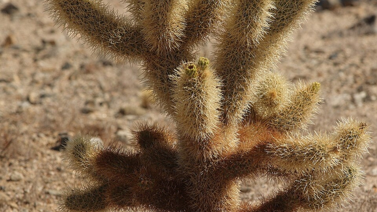 Growing Chollas: Step‑by‑Step Guide to Planting, Care, and Propagation