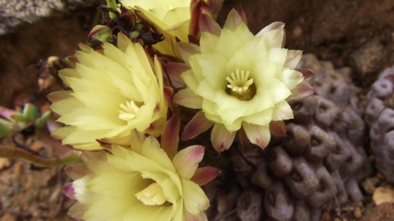 How to Grow and Care for Eriosyce Cactus: Guide to Sunlight, Soil, Watering, Fertilizer, and Flowering