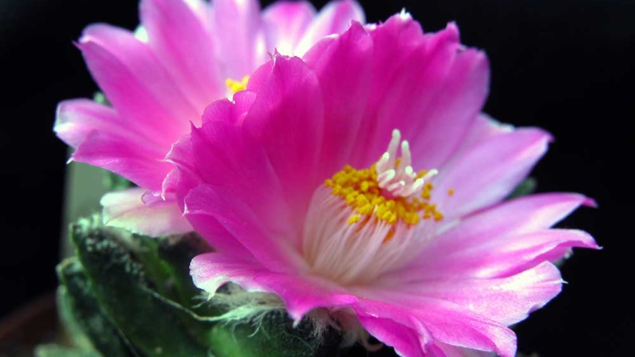 How to Grow Ariocarpus Cactus: Care, Soil, Watering & Cultivation Guide