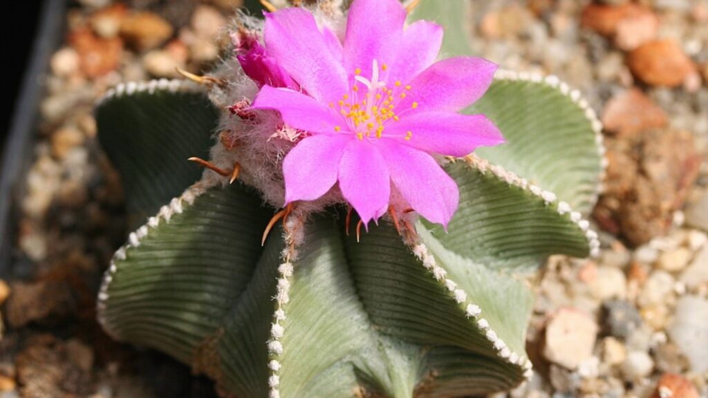 How to Grow Aztekium Succulents – Rare Cactus Care, Propagation & Growth Guide