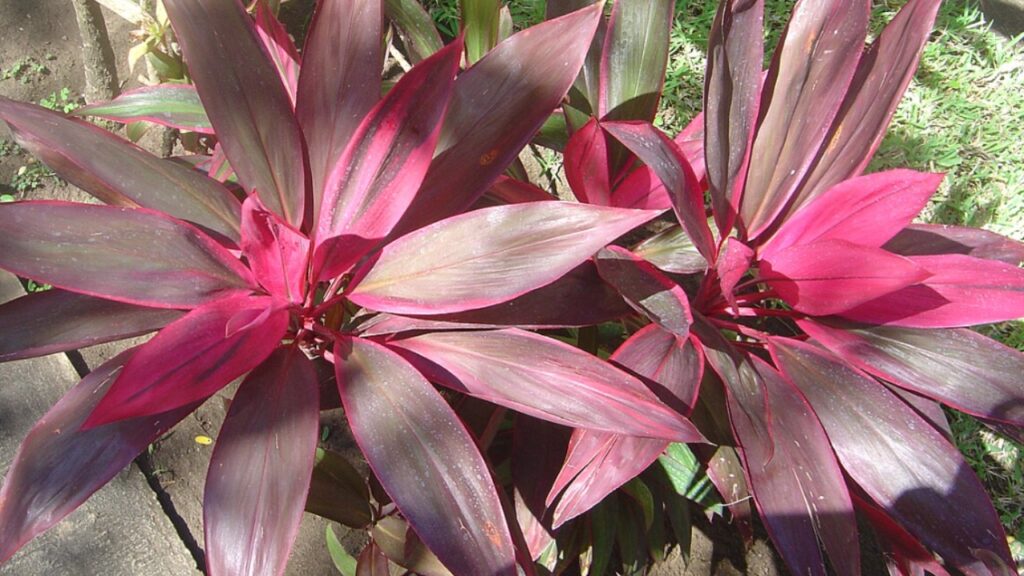 How to Grow Cordyline: Complete Care Guide for Vibrant Tropical Foliage