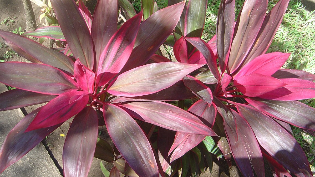 How to Grow Cordyline: Complete Care Guide for Vibrant Tropical Foliage