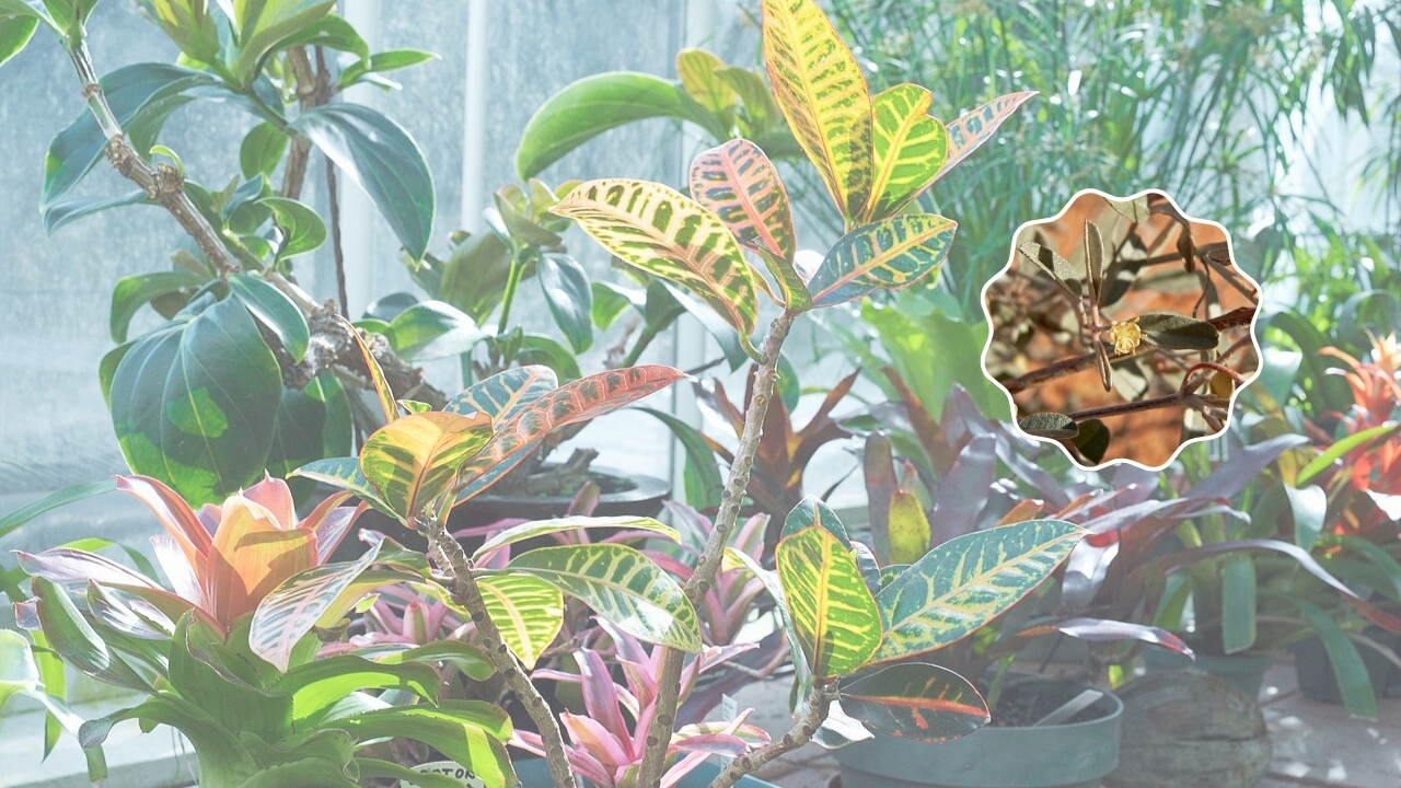 How to Grow Croton Plants: Care Tips, Propagation, and Indoor Guide