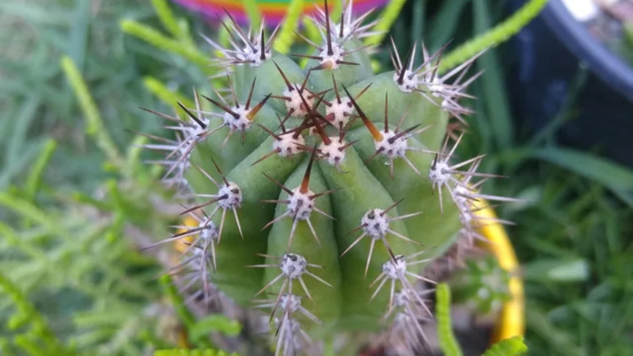 How to Grow Estevesia: Complete Planting, Care, and Gardening Guide for Healthy Blooms