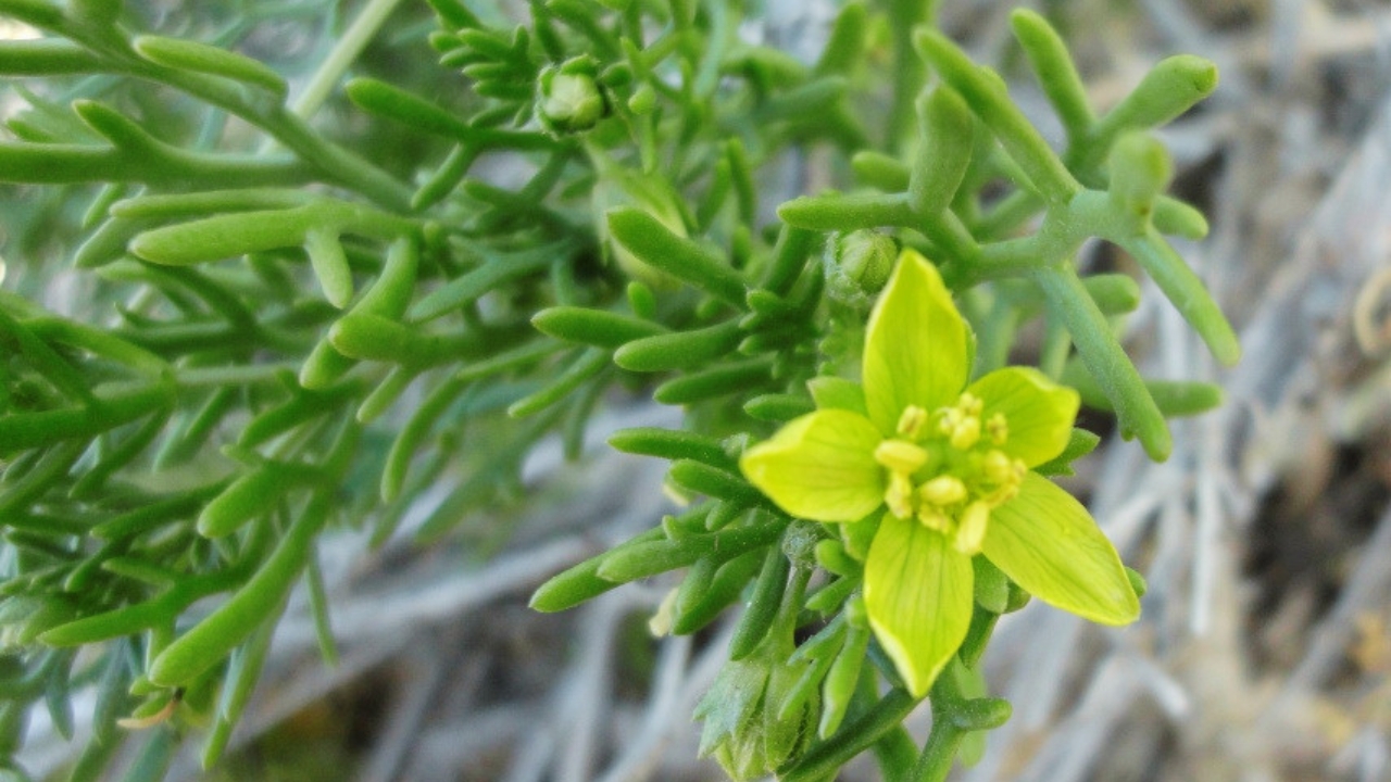 How to Grow Malacocarpus: Complete Care, Soil, Watering & Propagation Guide