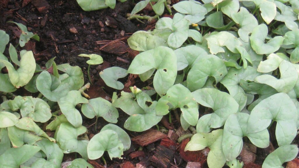 How to Grow Nephthytis: Easy Care Guide for Beginners
