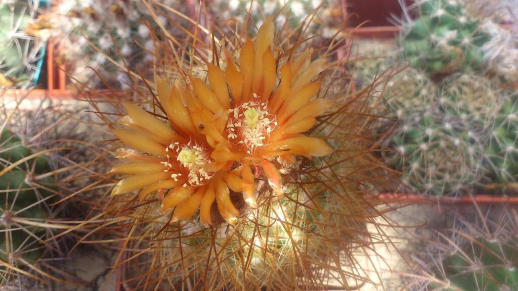 How to Grow Parodia Faster: Proven Gardening Tips, Techniques, and Secrets for Healthy Growth