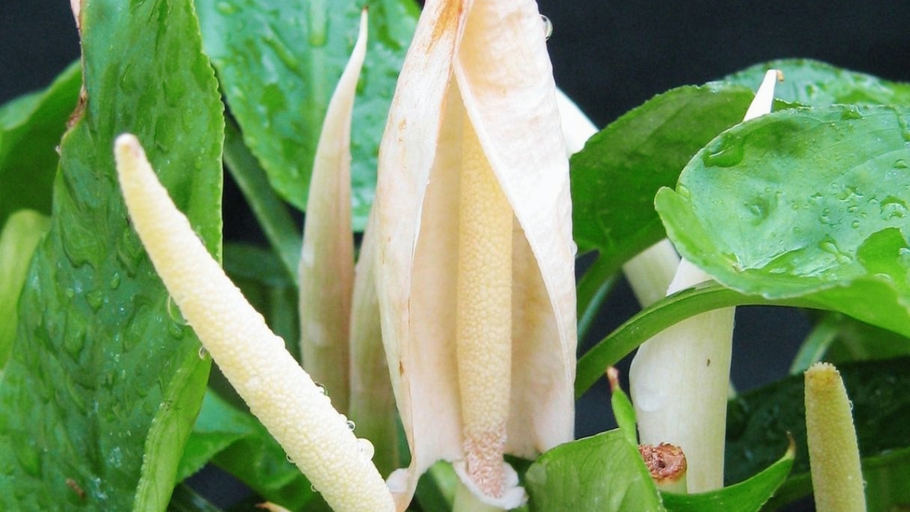 How to Grow Phymatarum Successfully: Complete Planting, Care, and Maintenance Guide