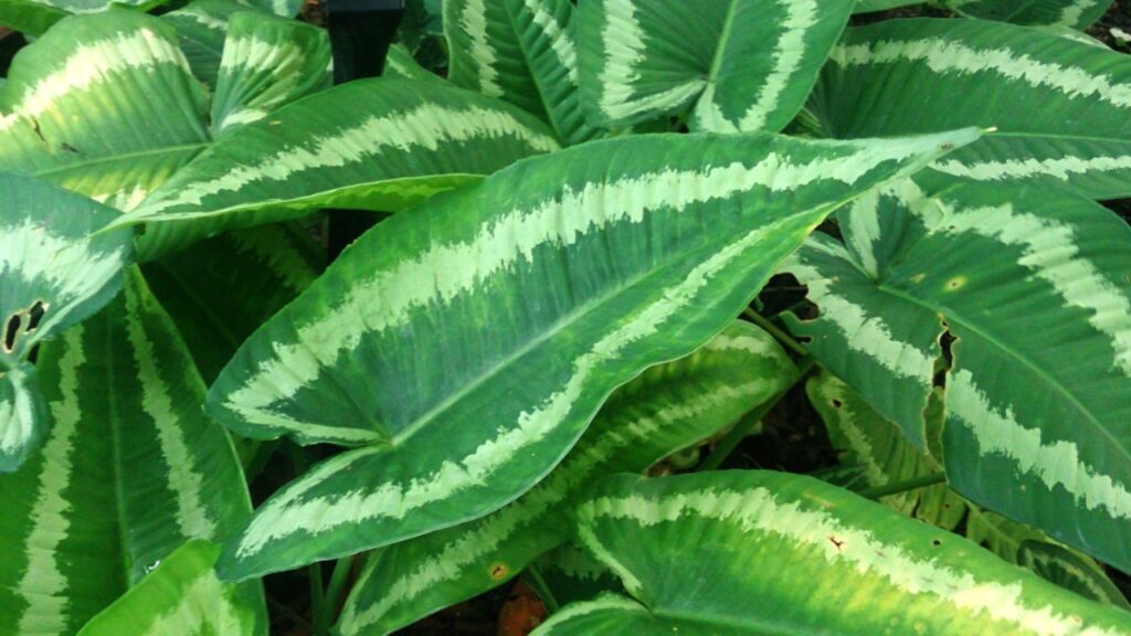 How to Grow Schismatoglottideae: Complete Care, Propagation, and Cultivation Guide