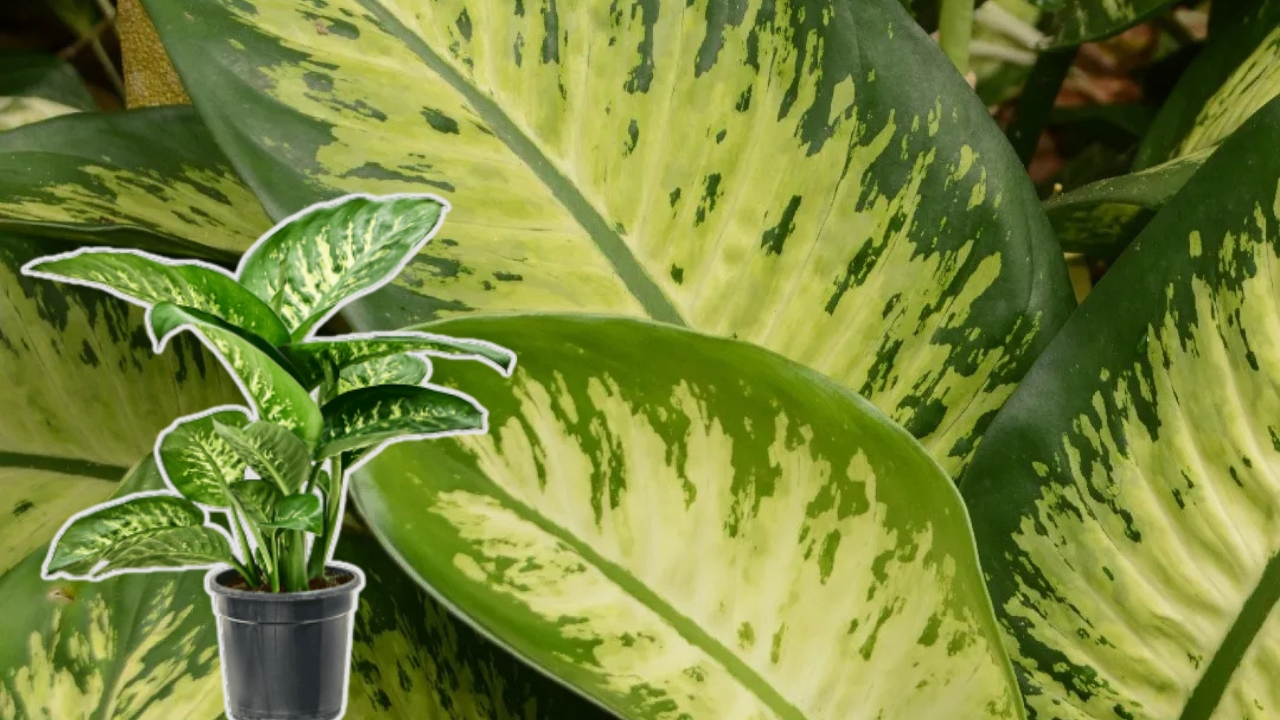 How to Grow Schottariella: Care Tips for Thriving Plants