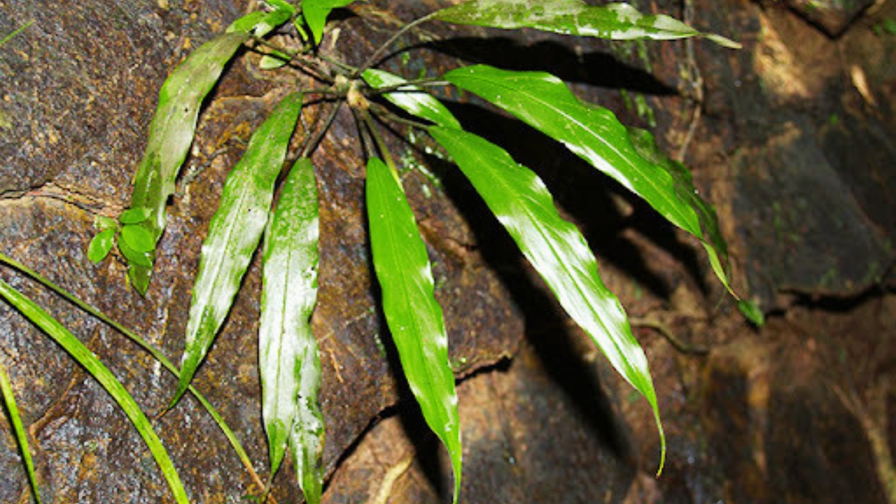 How to Grow Schottarum: Complete Care, Propagation, and Growth Guide
