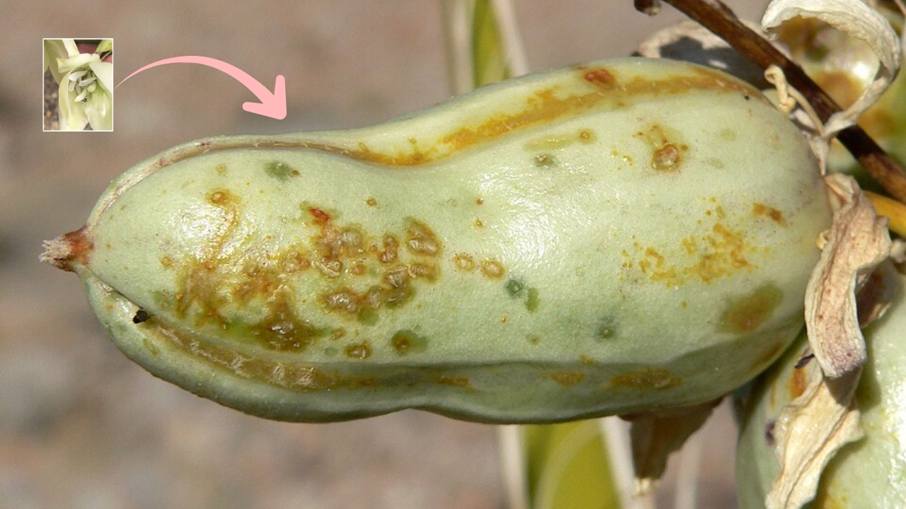 How to Grow Yucca Plants: Care, Propagation, and Gardening Tips