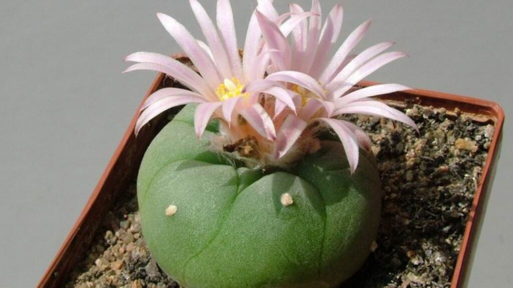 Lophophora Cactus Guide: Cultivation, Care, Uses & Identification