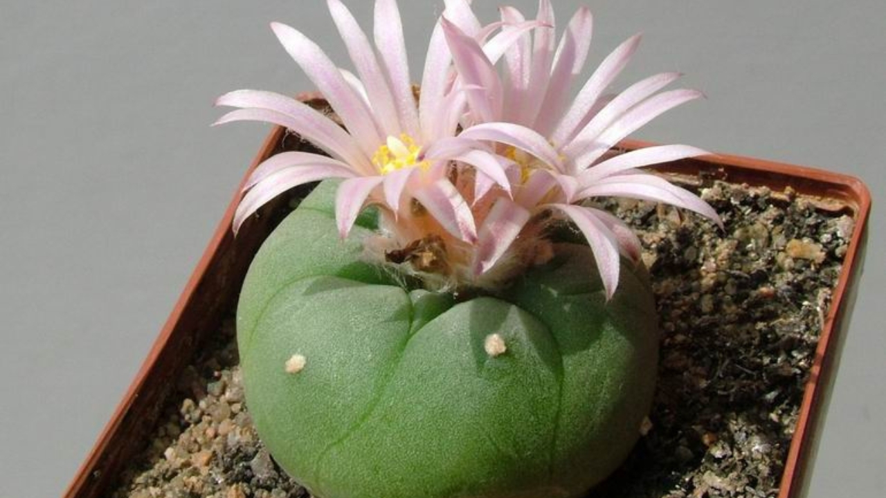 Lophophora Cactus Guide: Cultivation, Care, Uses & Identification